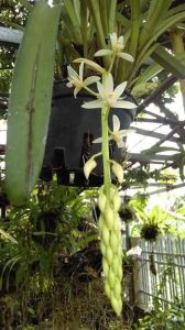 Kiếm trắng yên bái cây giống