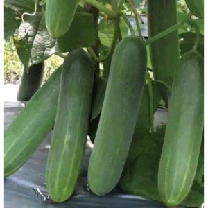 Hạt giống dưa chuột chịu nhiệt (10 hạt) - thơm ngon giòn ngọt