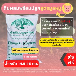 (ส่งฟรี)ดินผสมใบก้ามปูสูตรขี้หมูบด 1 กระสอบ(ขาว) (14.5-15 kg.) ใช้เวลาจัดส่ง 5-7 วัน