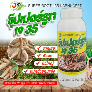 ซุ๊ปเปอร์รูท 500 ซีซี สารแช่ท่อนมันสำปะหลัง ออกรากเร็ว รากเยอะ แข็งแรง ช่วยให้ทนแล้งได้นานยิ่งขิ้น