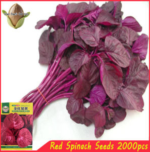 Red spinach seeds - ( 2000 seeds/pack) / red amaranth seeds / round leaves seeds-A670