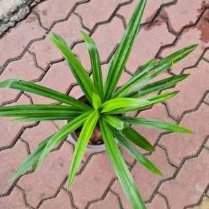 Cây lá dứa lá nếp Minh Hân Garden cao 35-40cm nấu xôi nấu chè làm bánh nhuộm màu tự nhiên cho các món ăn| Minh Hân Garden