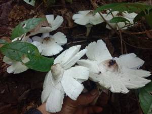 เชื้อเห็ดโคนปลวก ลงเชื้อเห็ด ในพื้นที่ ที่มีปลวก ปลวกจะนำไปเพาะในรังปลวก เมื่อถึงเวลา อุณภูมิ และมีความชื้นที่เหมาะสมเห็ดโคนจะออกมา