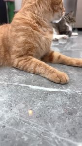 Smart Automatic Cat Toy - USB Rechargeable Interactive Teaser Wand with Laser Bell & Feather for Indoor Cats