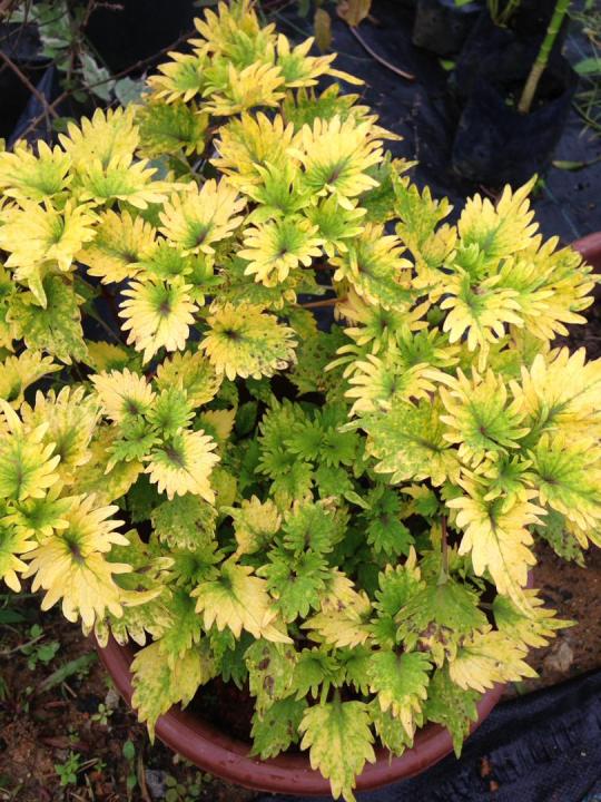 MDC- [ Hiasan ] ANAK POKOK Coleus Lime Light live Plant / Pokok ati-ati ...