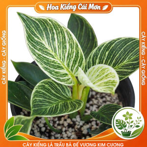 Cây Kiểng Lá Trầu Bà Đế Vương Kim Cương - Cây Cảnh Đẹp Sang Trọng Dễ Trồng Trang Trí Nhà Cửa Ban Công Sân Vườn