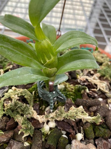 Phi%20%C4%91i%E1%BB%87p%20L%C3%81%20M%C3%8DT%20PH%C3%9A%20TH%E1%BB%8C,%20ki%20to,%20l%C3%A1%20to%20%20kh%E1%BB%8Fe,%20c%E1%BA%AFt%20t%E1%BB%AB%20th%C3%A2n%20m%E1%BA%B9,%20hoa%20%C4%91%E1%BA%B9p%20hi%E1%BA%BFm%20-%20Image%2010