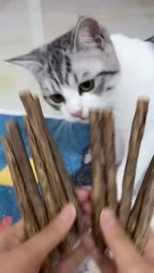 Cat Catnip Stick Chew Toy Dental Teaser Wand Bite-Resistant Boredom Relief Pet