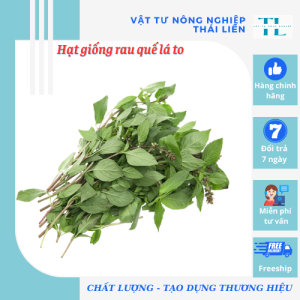 Hạt Giống Rau Quế Lá To (10g) Thuận Điền - Giống Tốt Bội Thu