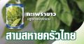 กะเพรา ขาวตราลูกโลก ขนาด 25 กรัม ปลูกง่าย ใบใหญ่ ต้นแข็งแรง. 