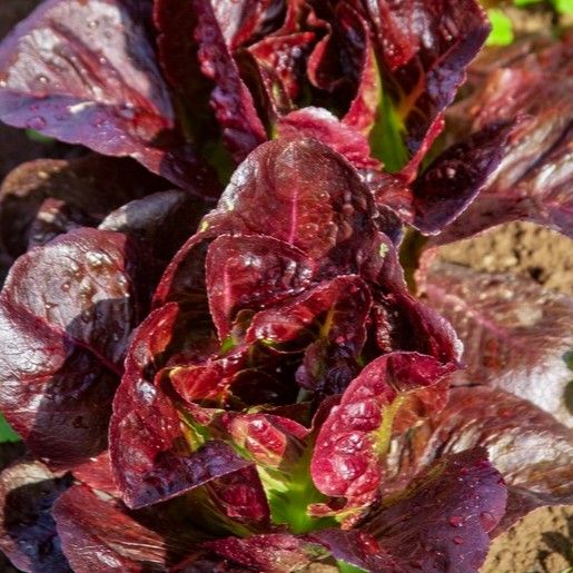 ผักสลัดโรสซี่ ใบแดงสวย งอกง่าย