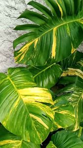 Tanaman Daun Sirih Gading Jumbo Siap Tanam