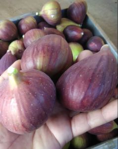 BUAH TIN YORDANIA FRESH budidaya ciwidey 150gram