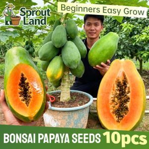 [High Germination] Fresh Sweet Papaya Seeds for Plating Fruit Trees (10Seed) Tropical Red Lady Papaya Fruit Seeds for Pot & Garden Dwarf Papaya Plant Tree Seeds F1 Heirloom Papaya Seeds High Yield Bonsai Fruit Bearing Tree Seedlings Grow Papaya From Seeds