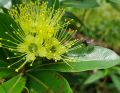 50 BENIH [SEGAR] Golden Penda Flower Tree🌻 Honey Plant🐝黄金熊猫花树苗🌻蜜源植物🐝Bunga Penda Emas Plant Tumbuhan Madu🐝 Xanthostemon Chrysanthus / Xanthostemon Youngii bunga kesukaan kelulut. 