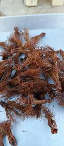 ดอกงิ้วแห้ง ดอกงิ้ว งิ้ว น้ำเงี้ยว งิ้วตากแห้ง ดอกงิ้วตากแห้ง ดอกงิ้วใส่น้ำเงี้ยว