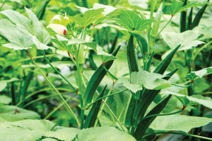 SULIT PACK! Okra Seeds (20pcs seeds) Smooth Green/HYBRID/HIGH YIELD