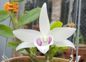 Cốc Lan Phi Điệp 5CT Bảo Duy-hàng gieo hạt