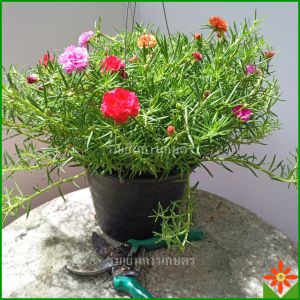 แพรเซียงไฮ ในกระถางแขวน 8 นิ้ว ส่งพร้อมลวดแขวน ต้นแพรเซียงไฮ ต้นแพรเซียงไฮ้ แพรเซียงไฮ้