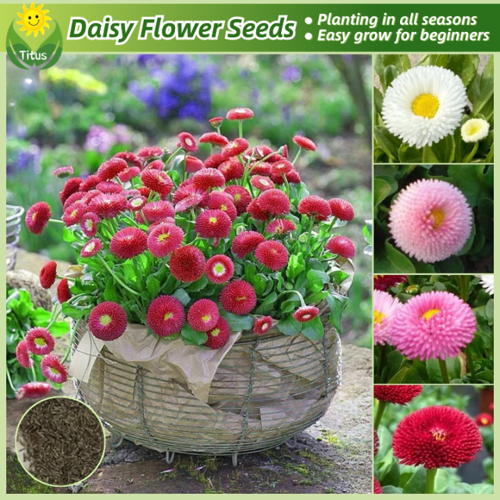 100 Legit Daisy Flower Seeds for Planting & Gardening (200pcs, Mixed