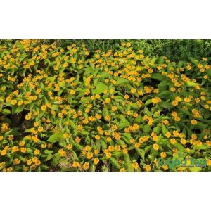 Mini Sunflower / 向日葵迷你 / Bunga Matahari Mini / मिनी सूरजमुखी (Singapore: Butter Daisy) – Bright Blooms Fast Growing Ea