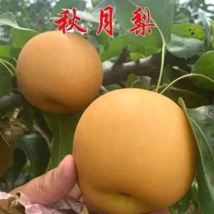 【1184人收藏】正宗秋月梨树苗嫁接特大纯甜梨苗南方北方种植盆栽地栽当年结果苗