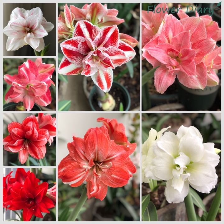 Củ hoa loa kèn | lan huệ | huệ tây cánh kép | Lazada.vn