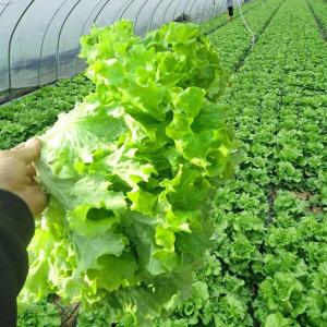 Biji Benih Salad Kaca(300 Seeds)/玻璃生菜种子/Glass Lettuce Seeds