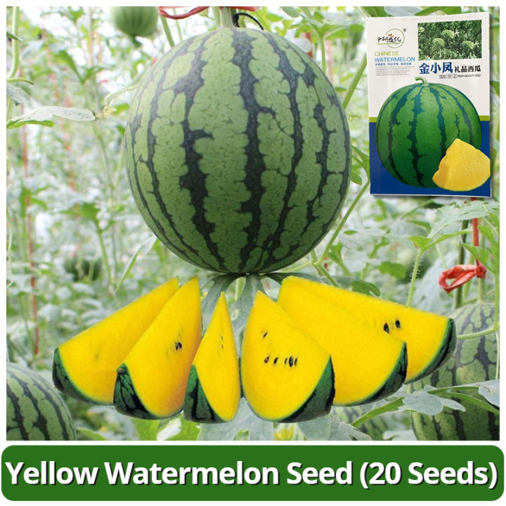 เมล็ดพันธุ์แตงโมเหลือง อัตรางอกสูง หวานสุดๆ