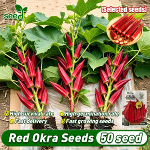 [Selected Seeds] 50pcs/pack Red Okra Seeds for Planting Vegetables Organic Red Burgundy Okra Seeds Lady Finger Okra Seeds F1 Hybrid Bonsai Okra Seeds Vegetable Seeds for Gardening Potted Fruit Okra Seedlings Carmine Splendor Okra Live Plant Veggie Seed
