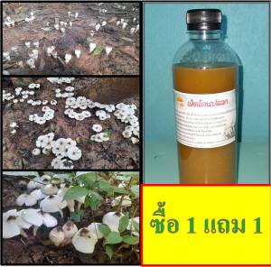 เชื้้อเห็ดโคนปลวก ซื้อ 1 ขวด แถม 1 ขวดฟรี