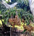 Bibit Kelengkeng Seedling Termurah Siap Tanam. 