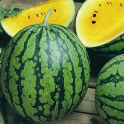 7 อันดับเมล็ดพันธุ์แตงโมยอดนิยม ปลูกง่าย หวานฉ่ำ อัปเดตปี 2025