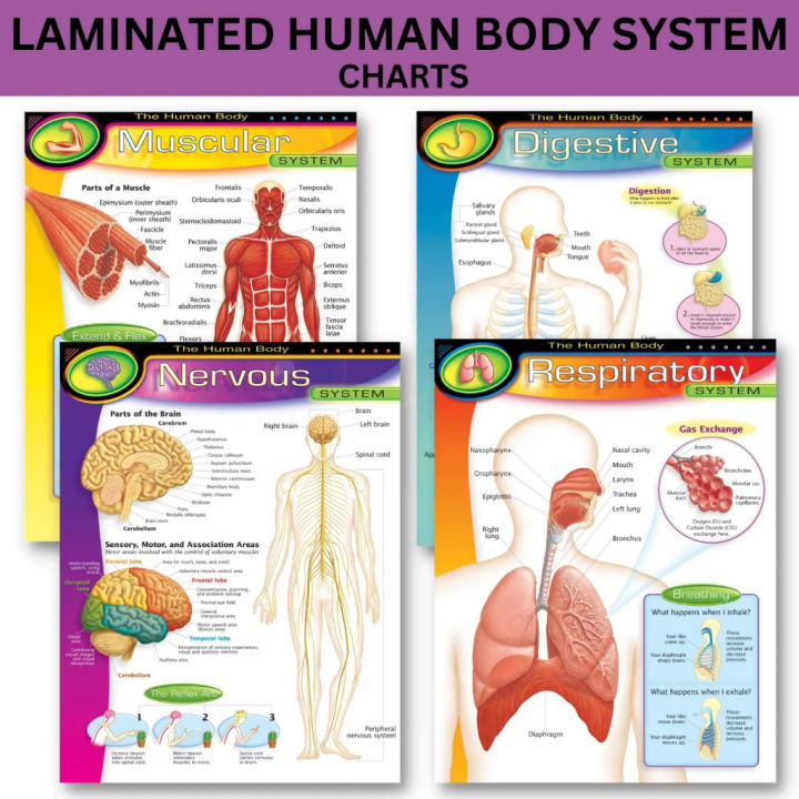 COD Laminated Digestive System, Nervous System, Respiratory System ...