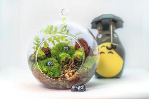 Bunface Potato Carnivorous Plants Terrarium DIY Kit [Little Garden]
