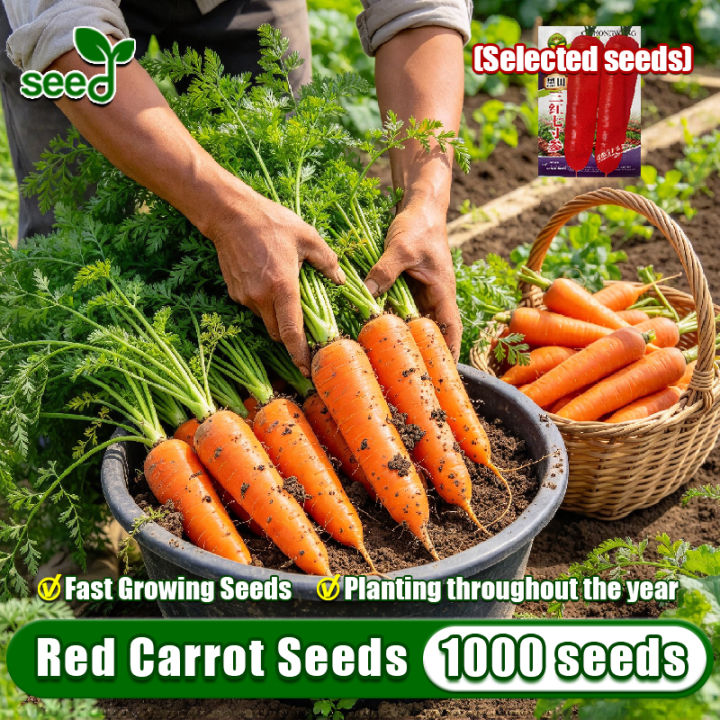 [Selected Seeds] 1000pcs/pack Fresh Red Carrot Seeds for Planting ...