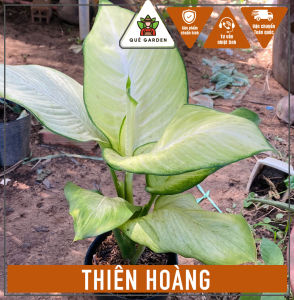 Cây Thiên Hoàng - Tổng thể tầm 40-50 cm - Decor văn phòng mang tài lộc!