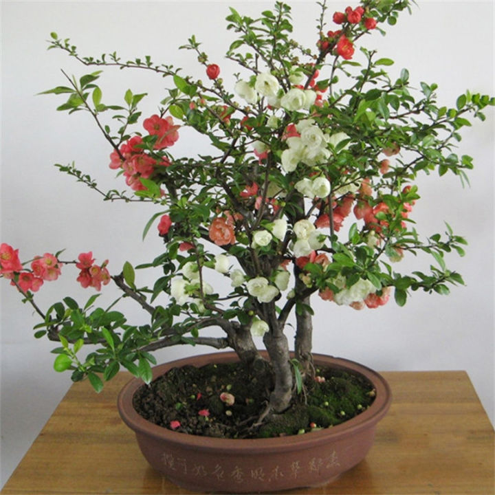 grow bonsai from seed Bonsai Growing Kit – Complete Set with Seeds, Pots & Tools (4 Varieties)