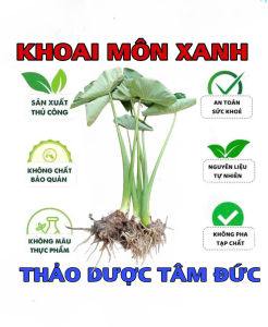 cây khoai môn xanh ngọt củ to về trồng