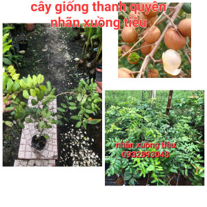 CÂY NHÃN XUỒNG TIÊU Cây cao trung bình 50cm đến 80cm.cam kết chuẩn giống vườn nhà nhân giống