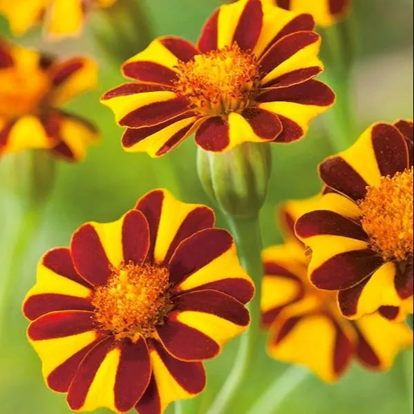 เมล็ดพันธุ์ดาวเรืองฝรั่งเศส Mr.Majestic ดอกดก