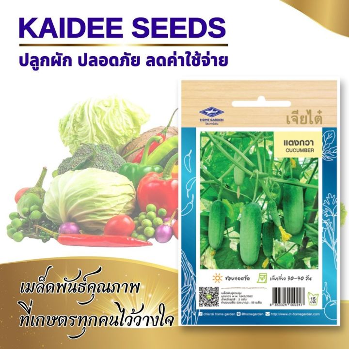 เมล็ดแตงกวา เจียไต๋ ติดผลดก ปลูกตลอดปี