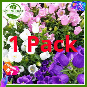 Green House® - Campanula Bell Flower Seeds Mix for Planting (20 Seeds) incl. Plant Instructions