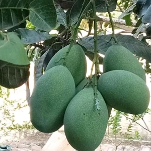 Bibit Tanaman Buah Mangga Manalagi Madu Manis Stek Okulasi Dari Indukan Pilihan Siap Kirim