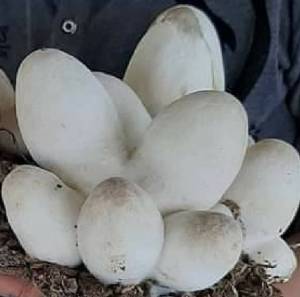 อาหารเสริมเห็ดฟาง เห็ดนางฟ้า ออกดอกดี ดอกใหญ่ มีน้ําหนักดี บรรจุ 1 กิโลกรัม ช่วยเร่งการขยาย และกระตุ้นเชื้อเห็ดให้เดินดี