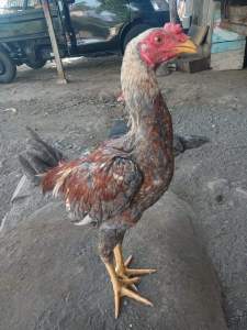 Ayam Kampung Potong  Atau Hidup Fresh No Frozen Utuh 1 Ekor Termasuk Ati Ampela