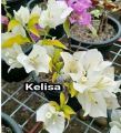 Bibit Bunga Bugenvil Kelisa Putih ORIAN / Bougenville Kelisha Putih Daun Kuning Import Cantik. 