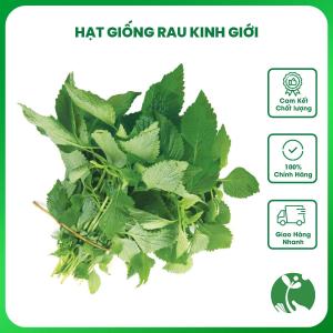 Hạt giống rau Kinh Giới gói 1gr (Trồng quanh năm)
