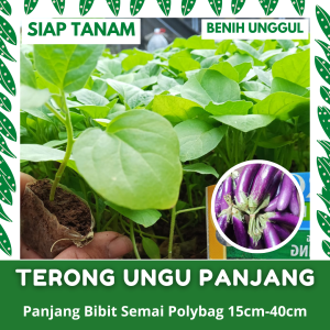 (20 POHON) BIBIT SEMAI TERONG UNGU PANJANG KUALITAS UNGGUL SIAP TANAM