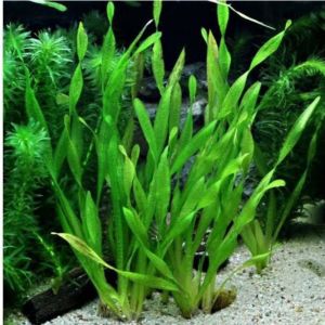[Paket 5] Batang Valisneria Spiralis  tanaman air hiasan aquarium